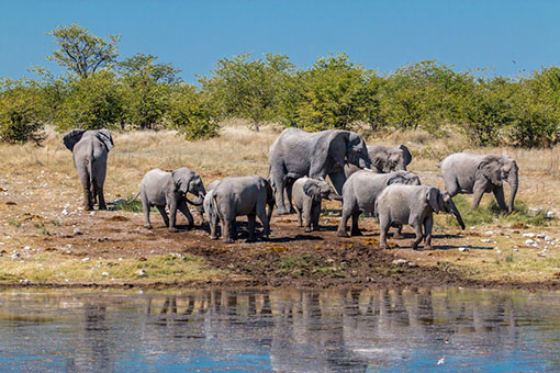 Namibie – Parc National d’Etosha